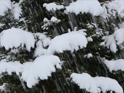 SNOWY PINE TREE LOOP