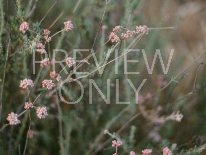 DESERT FLOWERS