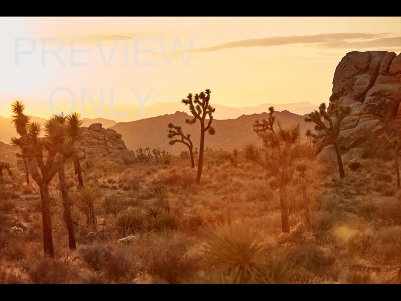 JOSHUA TREE SUNSET