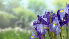 FLOWER 4