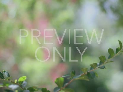 NATURE STILL 04 NATURAL 