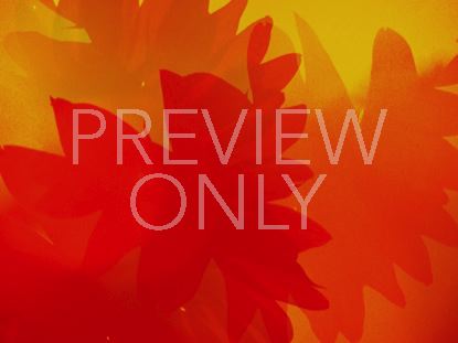 SUNFLOWER LOOP ORANGE OVERLAYED