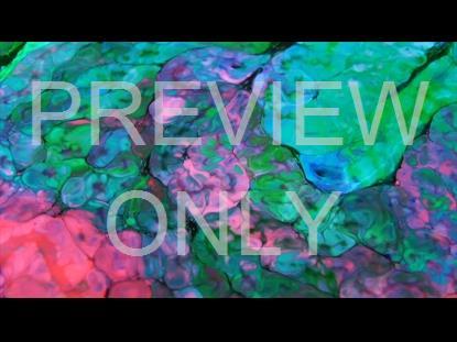 CHAMELEON  TEACHING STILL 01