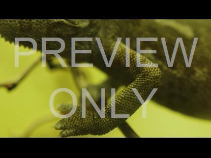 CHAMELEON  TEACHING STILL 03