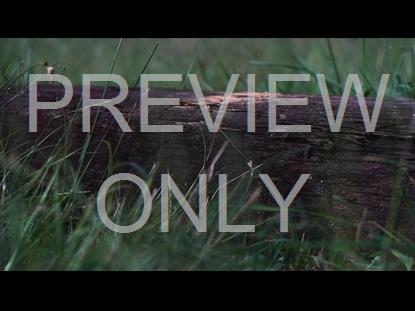 PASSION – IT WASN'T THE NAILS: BLANK STILL 02