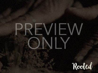 ROOTED BLANK STILL 02