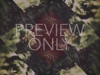 CHRISTMAS FOREST 01 STILL