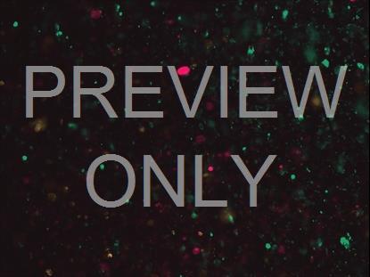 CHRISTMAS GLITTER 09 STILL