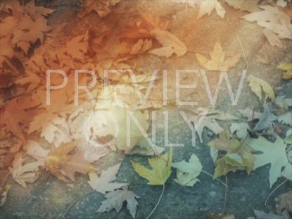 FALLEN LEAVES 03