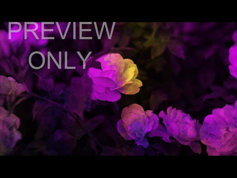 FLORAL PAINT 11 STILL