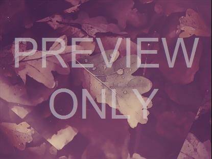 PEACEFUL AUTUMN 04 STILL