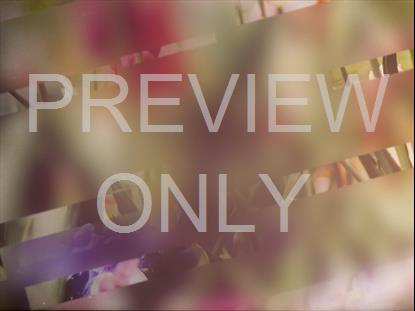 SPRING JOURNEY 03 STILL