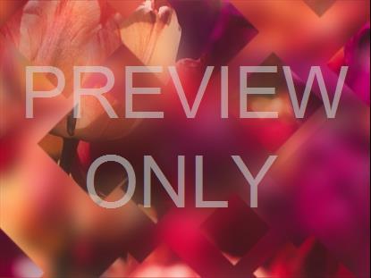 SPRING JOURNEY 04 STILL