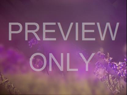 SPRING JOURNEY 13 STILL