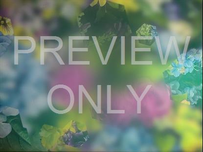 SPRING JOURNEY 14 STILL