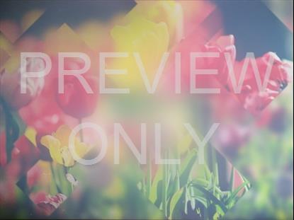 SPRING JOURNEY 15 STILL