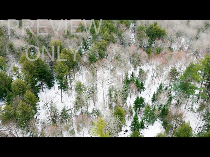 WINTER WOODS STILL 04