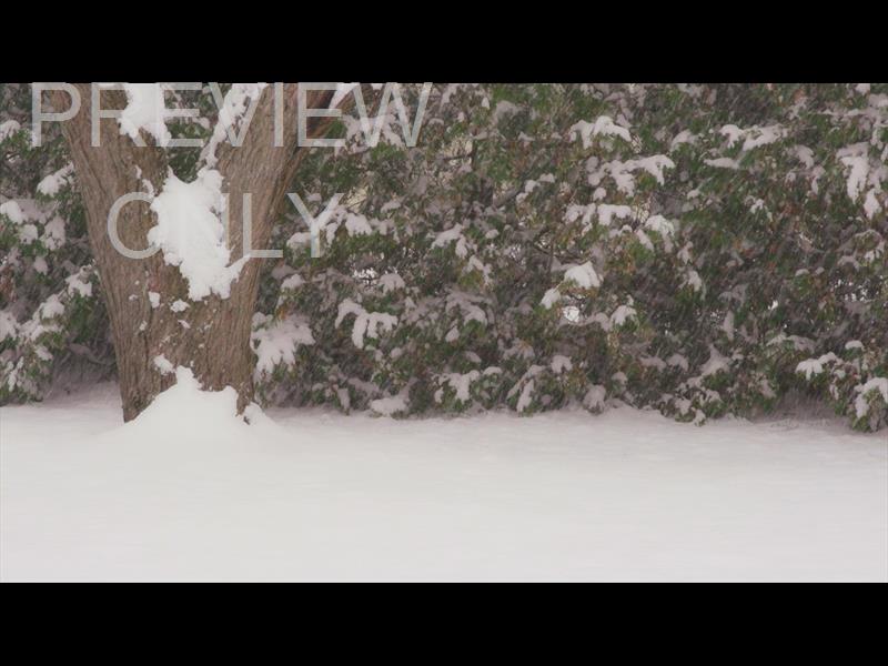 WINTER WOODS STILL 13