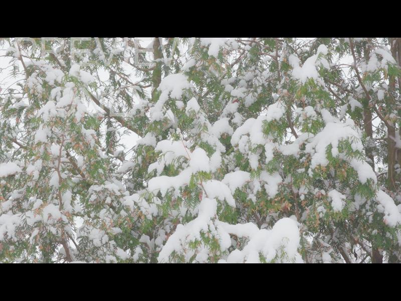 WINTER WOODS STILL 17