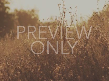 GOLDEN GRASS BACKDROP