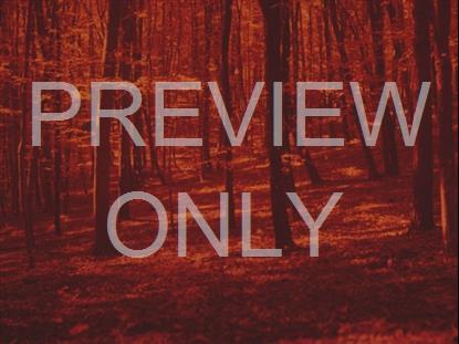 AUTUMN LEAVES ORANGE