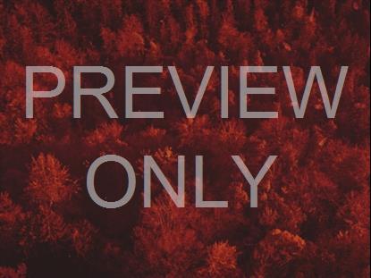 AUTUMN LEAVES ORANGE ALT