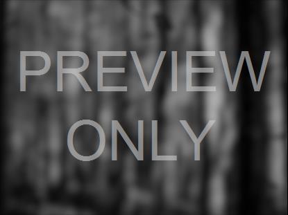 BLURRY FALLING LEAVES BW