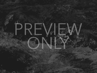 BLACK AND WHITE CRASH