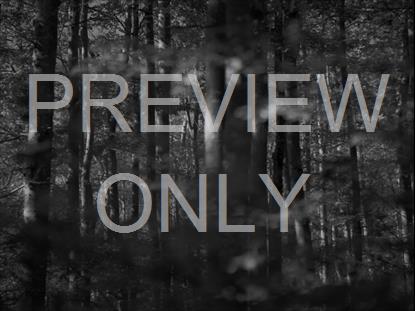 BW DENSE TREES FALLING LEAVES