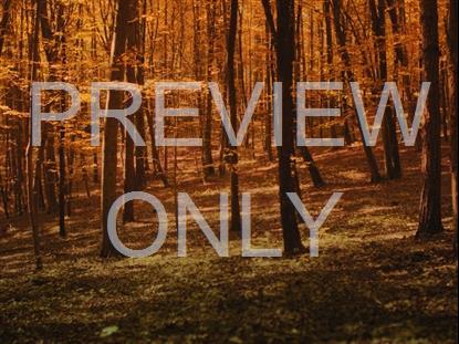 FALL LEAVES MONTAGE 3