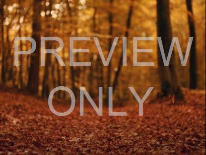 FALL LEAVES MONTAGE 5