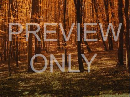 FALL LEAVES MONTAGE 9