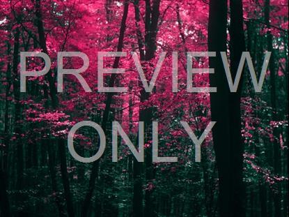 FALL LEAVES MONTAGE NEON 1