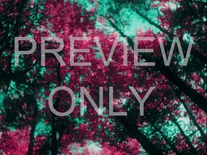 FALL LEAVES MONTAGE NEON 14