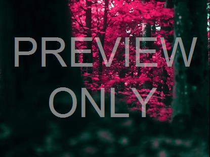 FALL LEAVES MONTAGE NEON 2