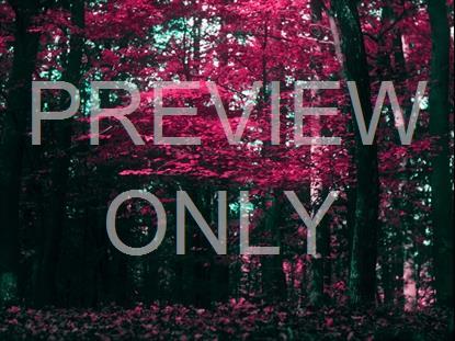 FALL LEAVES MONTAGE NEON 7