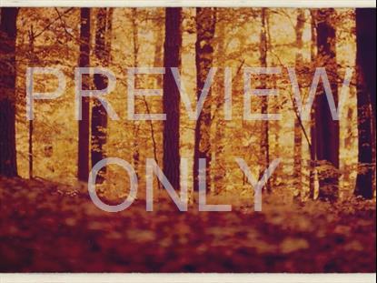 FALL LEAVES MONTAGE RETRO 6