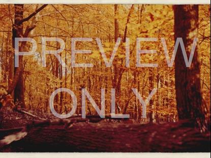 FALL LEAVES MONTAGE RETRO 9