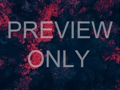 FALL LEAVES TOP DOWN NEON