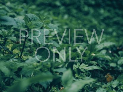 GREEN GROUND COVER SATURATED