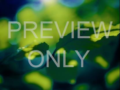 LIME AND BLUE LEAVES