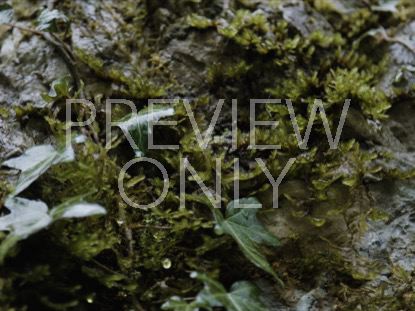 PLANT WALL