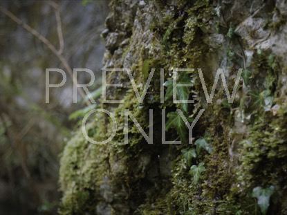 PRETTY DRIPPING LEAVES