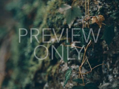 PRETTY LEAVES SATURATED