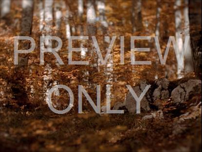 ROCKY GROUND FALLING LEAVES