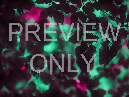 TEAL AND PINK DOF LEAVES NEON