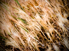 TALL GRASS