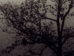 TREE 2