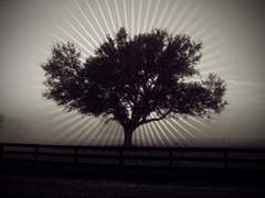 TREE WITH RAYS
