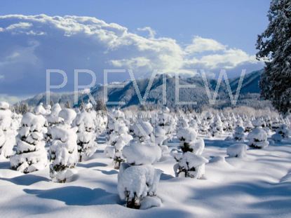 WINTER WONDERLAND STILL